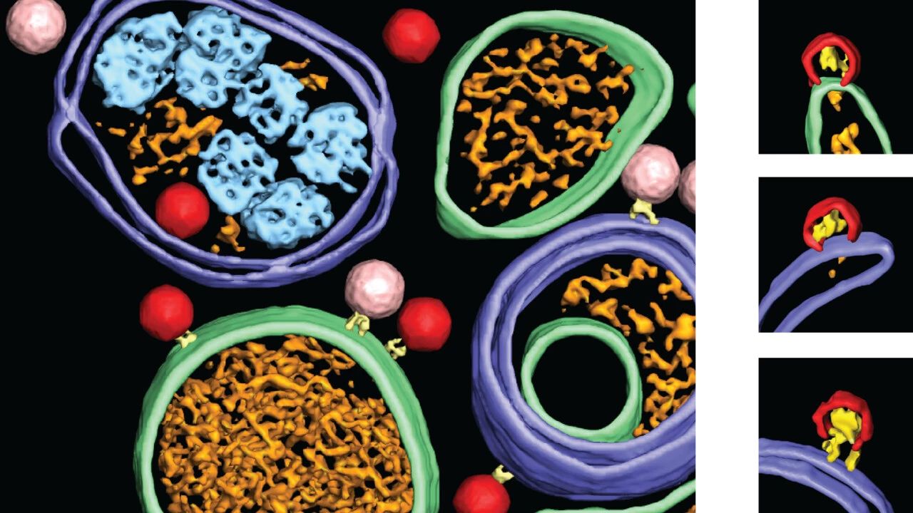 Research image of polio virus inside host cells