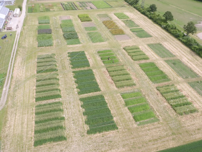 24 field plots ready for research into deep rooting