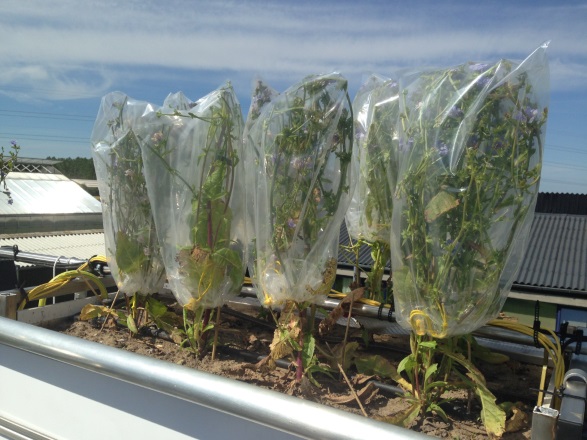 Plastic bags cover plants in order to collect transpiration water from the plant containing isotope tracers