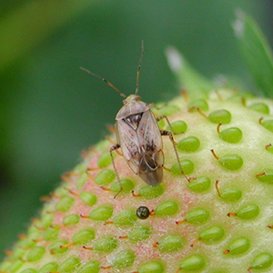 The European tarnished plant bug
