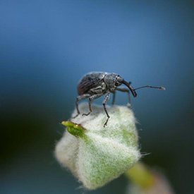 The strawberry blossom weevil