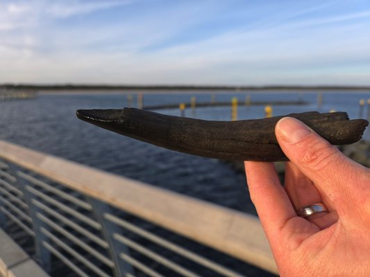 Photo of an archaeological find from the Baltic Sea