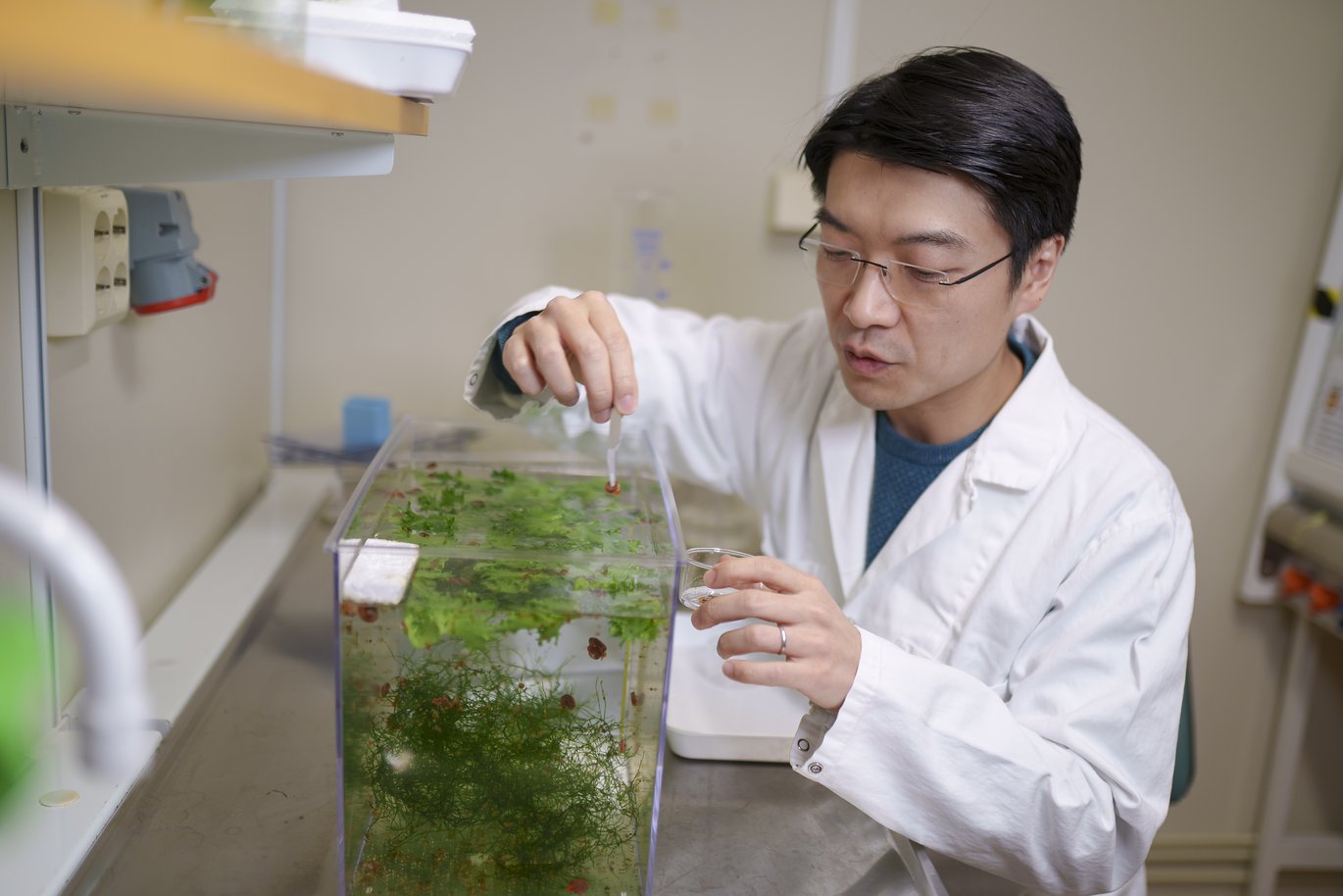 Ryo Morimoto collects snails from the aquarium. His passion lies in basic science, with a focus on unravelling the pathophysiology of various human diseases, which may also have implications for clinical medicine.  Image: Mattias Pettersson