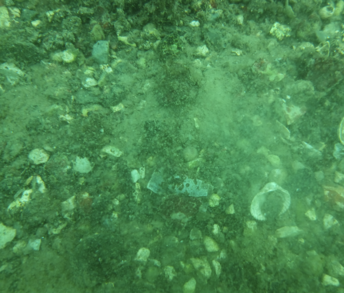 Underwater photo of the seafloor