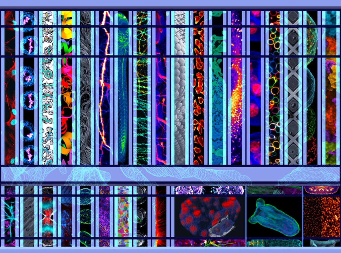 A picture with 30 microscopy panels of various colors showing cells and cellular compartments.