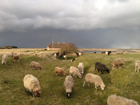 Photo of sheep and goats in the heathlands