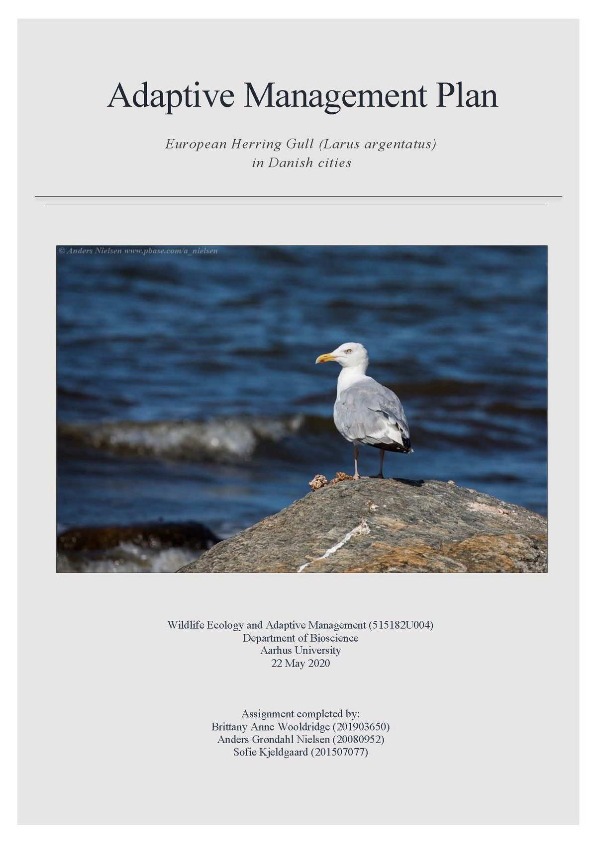 Report Herring Gull