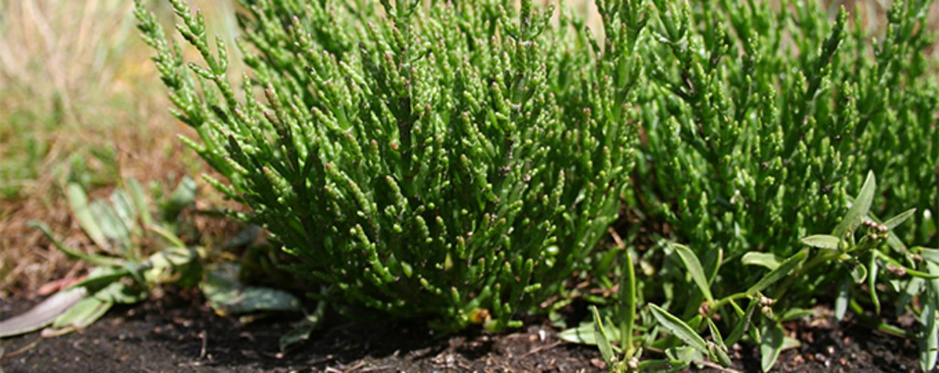 Species like salicornia have developed specific adaptations mechanisms enabling them to grow in salty soils. Photo: Marco Schmidt, Wikipedia