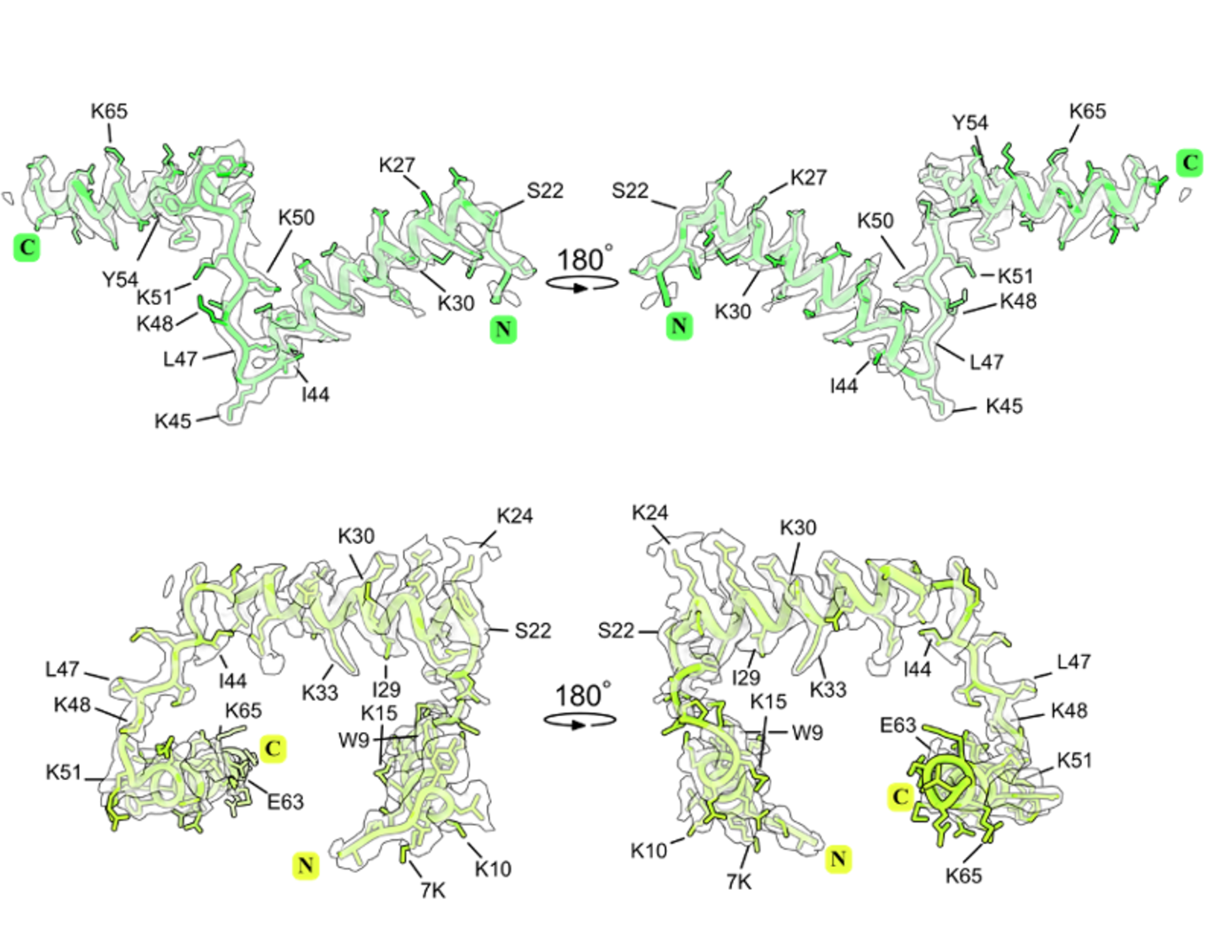 The cryo-EM maps and atomic models showing the structure of ribosomal protein msL1 in the ribosome from microsporidian parasites V. necatrix (first row), and protein msL2 in the ribosome from microsporidian parasites E. cuniculi (second row). Image: Leon Schierholz