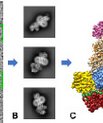 Research image showing the development of a protein structure from EM data