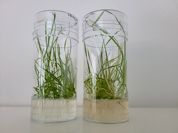 Barley regenerating on rooting media prepared in two different ways to consider laboratory supplies available in Ethiopia. (Photo: Brita Dahl Jensen)