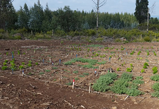 Experimental plots showing PGPR-inoculated O. chalcidica (Melide, Spain).