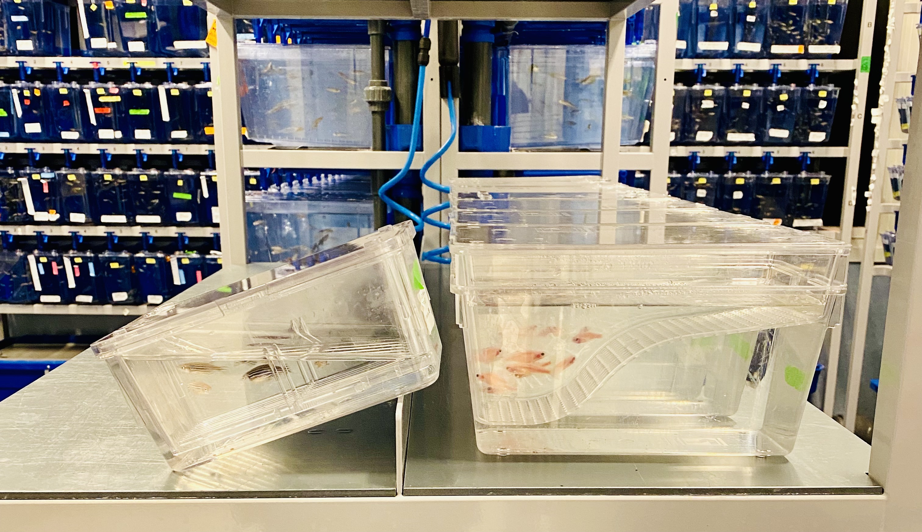 transparent fish in tanks on a table top in a laboratory