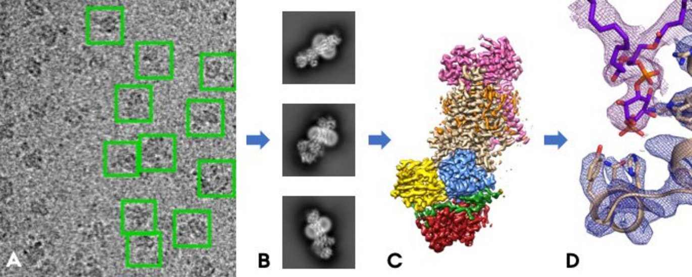 Four panel scientific image of individual protein molecules to calculated 2D and 3D structures to protein model.