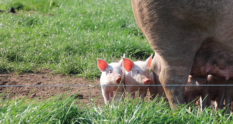 power-to-strengthen-welfare-and-resilience-in-organic-pig-production