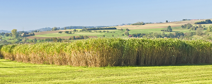 One of the new projects builds on knowledge from previous FACCE SURPLUS projects, focusing on Miscanthus as a leading crop for Marginal, Contaminated and industrially damaged Lands. Photo: Colourbox