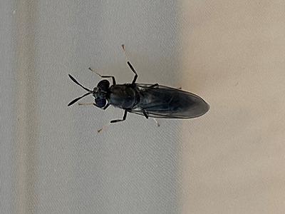 Adult Black Soldier Fly