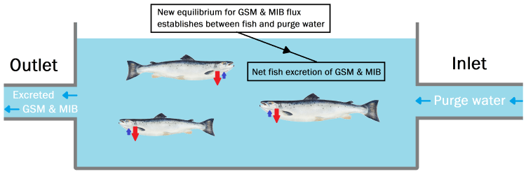 Shows the process of depuration of fish to lower their GSM and MIB concentration. The illustration shows fish in a tank being flushed with clean water.