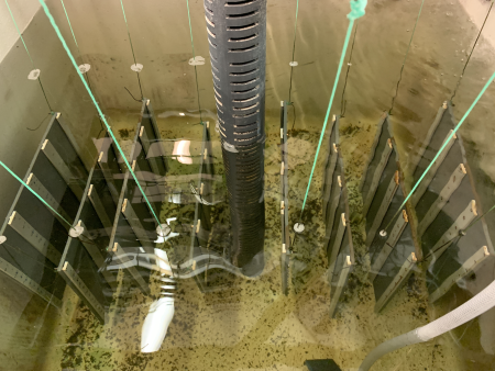 An experiment testing anti-biofilm coatings in a fish tank.