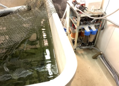 Shows a fish tank with rainbow trout and a cdi machine connected to the RAS system.