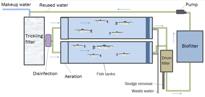 A schematic of a recirculating aquaculture system.