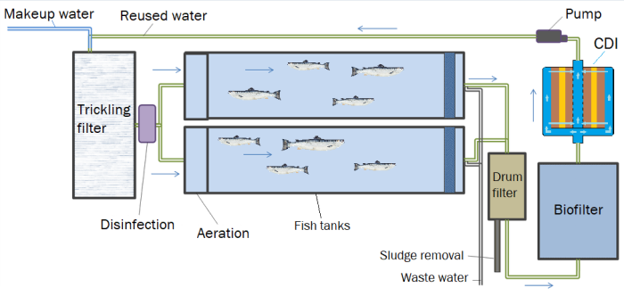 A schematic of a recirculating aquaculture system with a CDI.