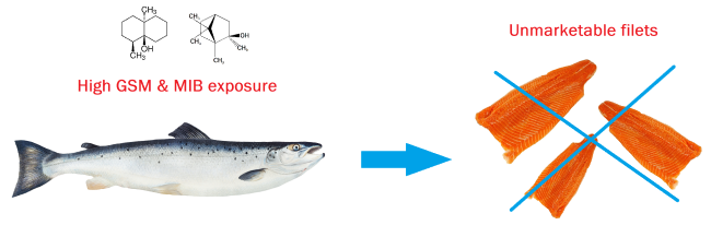 Shows an image of the chemical structure geosmin and 2-methylisoborneol molecules, an illustration of a trout and some filets. It shows that fillets can become unmarketable due to GSM and MIB accumulation in the fish.
