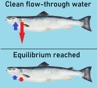 Shows a fish with arrows denoting a net excretion of off-flavour molecules during depuration and a net zero excretion during equilibrium conditions after depuration.