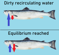 Shows a fish with arrows denoting a net uptake of off-flavour molecules in dirty RAS water and a net zero uptake after equilibrium conditions are reached in RAS.