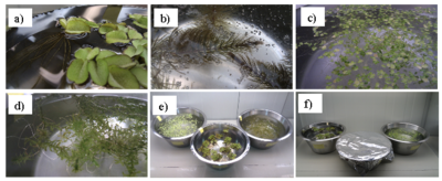 Pictures of aquatic plants used in the studies, a) Salvinia molesta, b) Ceratophyllum demersum, c) Lemna minor and d) Elodea canadensis and a different experimental set-up e) and f).