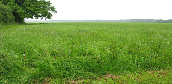 Field site at LTO Lusignan, France 